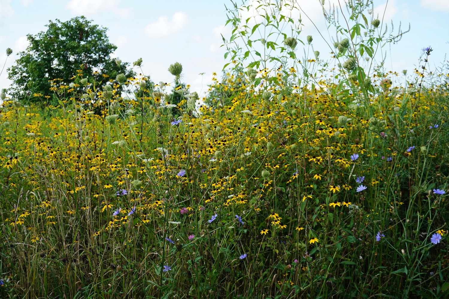 Middlefork Savanna The City Of Lake Forest